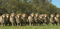 Schafswolle, leicht, fein, luxeriös Merino-Schurwolle Schafe